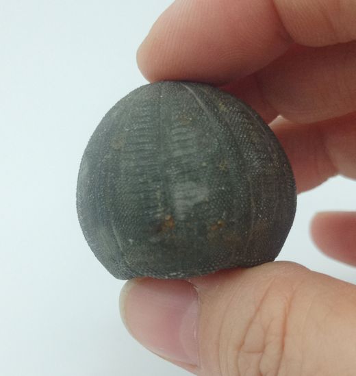 Eucosmus caraboeufi