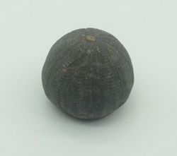 Eucosmus caraboeufi