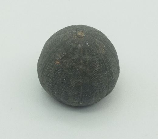 Eucosmus caraboeufi