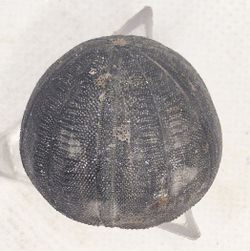 Eucosmus caraboeufi