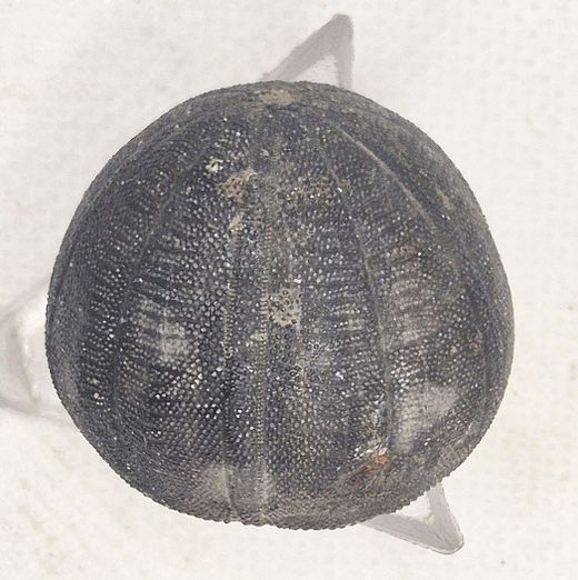 Eucosmus caraboeufi