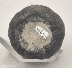 Eucosmus caraboeufi