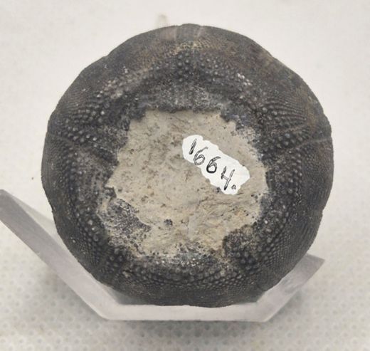 Eucosmus caraboeufi