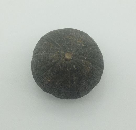 Eucosmus caraboeufi