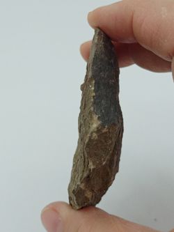 Euloma