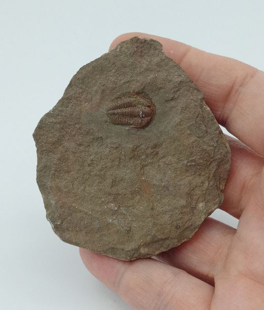 Euloma