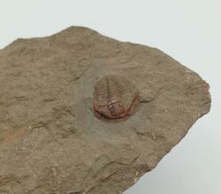 Euloma