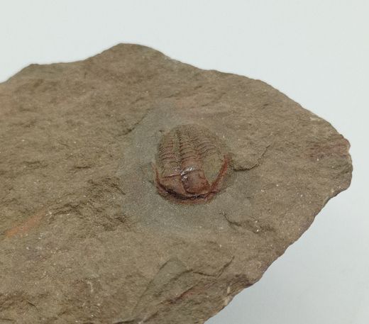 Euloma