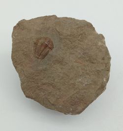 Euloma