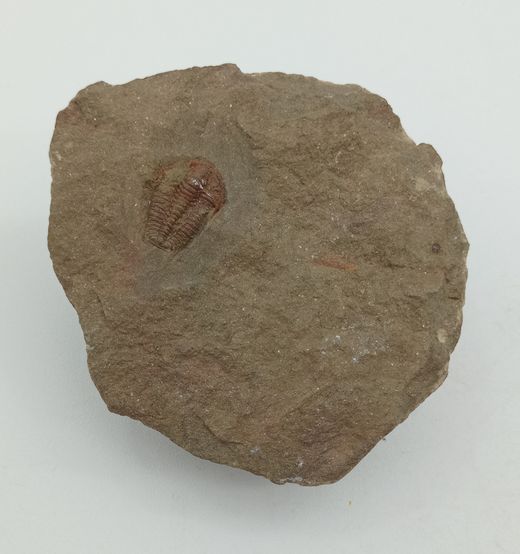 Euloma