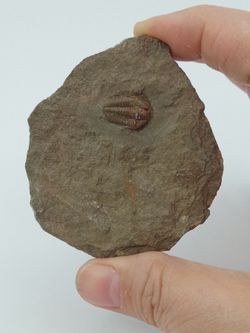 Euloma