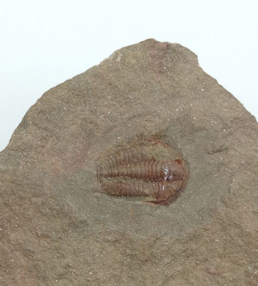 Euloma