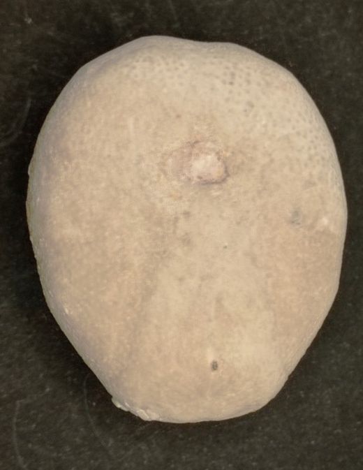 Eupatagus antillarum