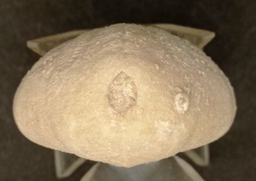 Eupatagus antillarum