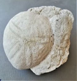 Eupatagus antillaum en matriz  (Erizo de mar)