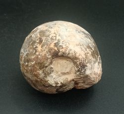 Fagesia peroni