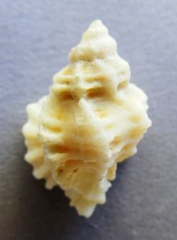 Favartia nucea