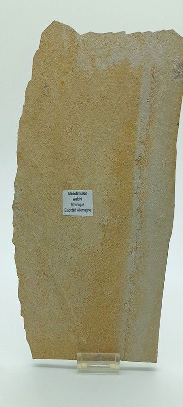 Fósil de Cangrejo herradura - Mesolimulus walchi