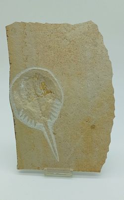 Fósil de Cangrejo herradura - Mesolimulus walchi