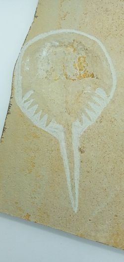 Fósil de Cangrejo herradura - Mesolimulus walchi