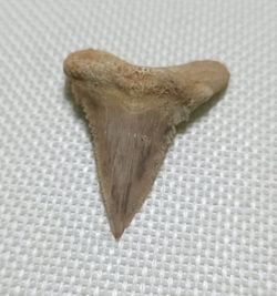 Fósil de Diente de Tiburón - Paleocarchalodon