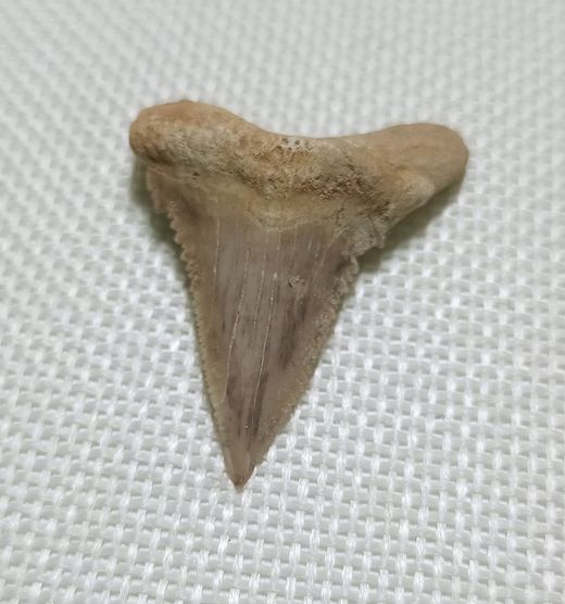 Fósil de Diente de Tiburón - Paleocarchalodon