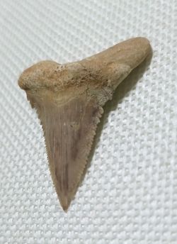 Fósil de Diente de Tiburón - Paleocarchalodon