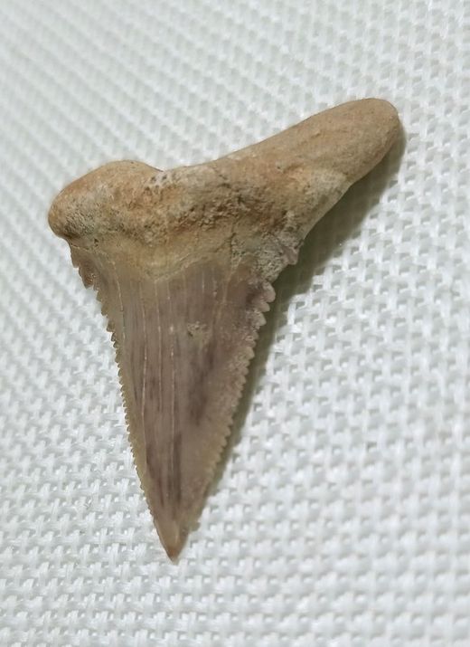 Fósil de Diente de Tiburón - Paleocarchalodon