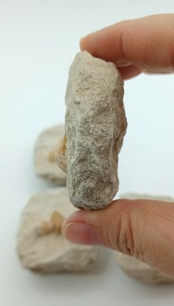 Fósil Diente de Tiburón "Otodus Obliquus"