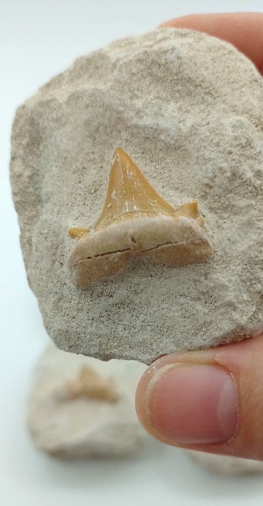 Fósil Diente de Tiburón Cretolamna