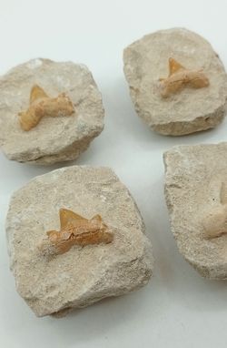 Fósil Diente de Tiburón Cretolamna
