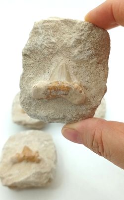 Fósil Diente de Tiburón Cretolamna