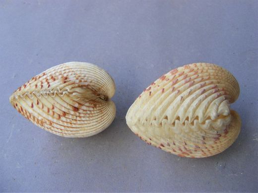 Fragum unedo