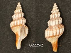 Fusinus siracusanus