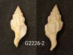 Fusolatirus nana