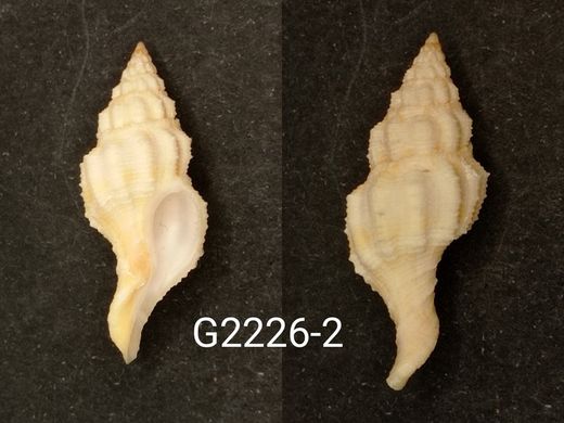 Fusolatirus nana