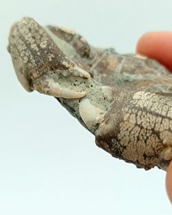 Galene bispinosa