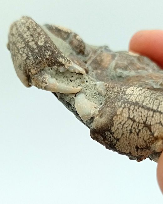 Galene bispinosa