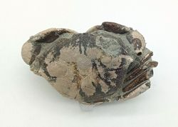 Galene bispinosa