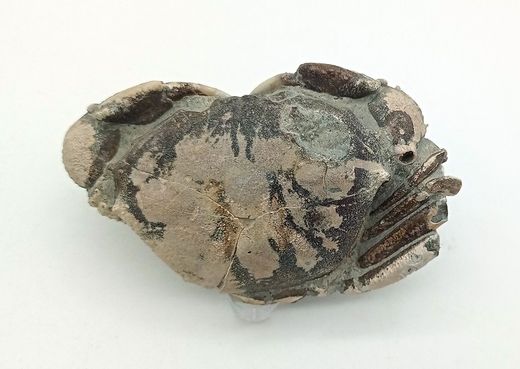 Galene bispinosa