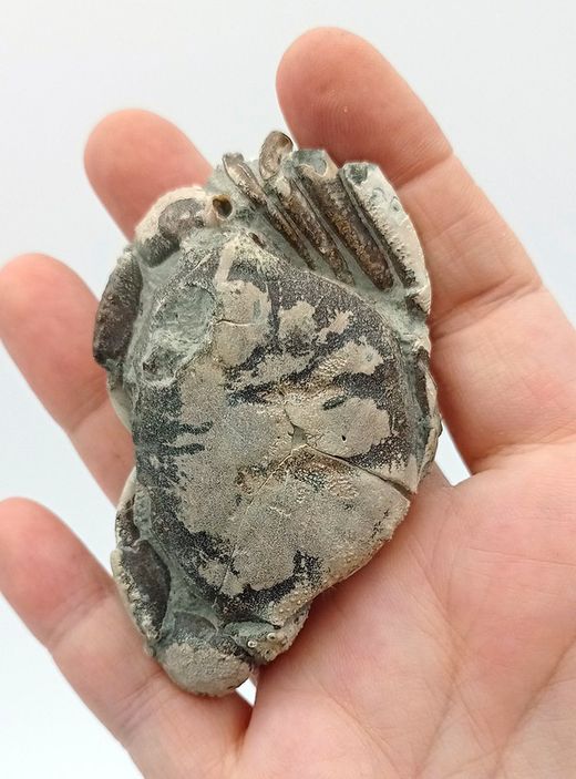 Galene bispinosa