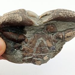 Galene bispinosa