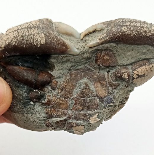 Galene bispinosa