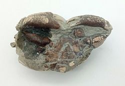 Galene bispinosa