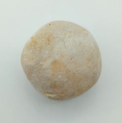 Gentilia tafileltensis
