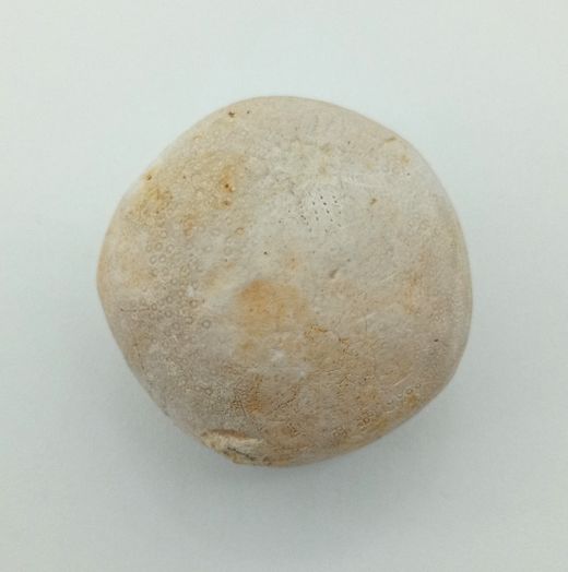 Gentilia tafileltensis