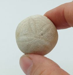 Gentilia tafileltensis