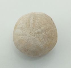 Gentilia tafileltensis