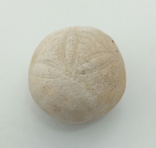 Gentilia tafileltensis