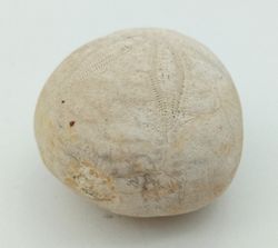 Gentilia tafileltensis